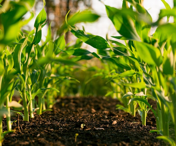 Agriculture